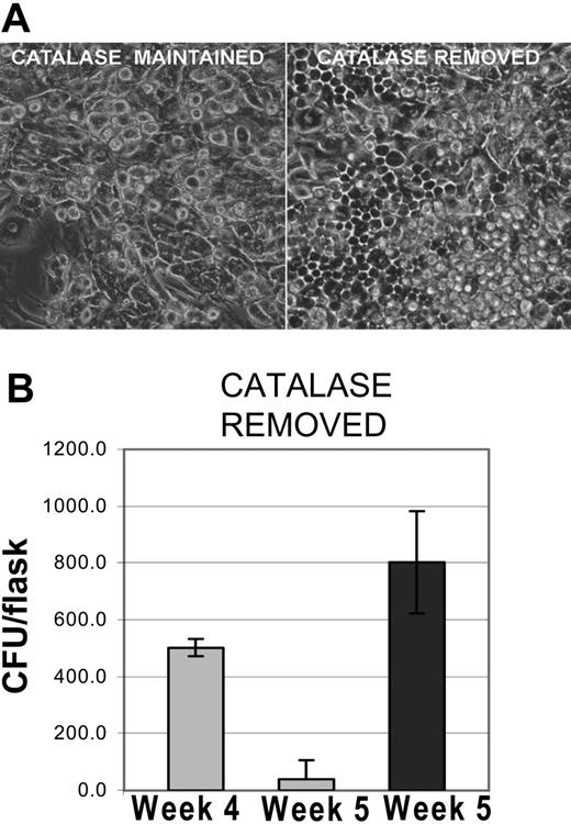 Figure 2. Restoration of hematopoiesis in cultures after the removal of catalase. (A) Recovery of hematopoiesis after the removal of catalase. Photomicrograph of phase contrast images showing differences between cultures maintained in catalase for 5 weeks and cultures from which catalase was removed after 4 weeks. Original magnification, × 100 as described in Figure 1C. (B) Recovery of clonal progenitors in LTBMCs after the removal of catalase after week 4. The results shown are representative of 3 similar experiments and the data shown are the mean and SD of 3 to 5 replicates.