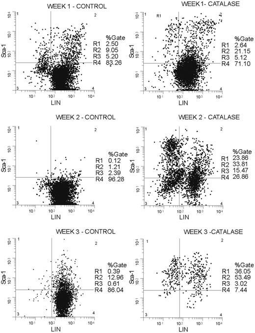Figure 3. Sca-1+/LIN- cells accumulate in catalase-treated LTBMCs. Nonadherent cells removed from culture each week were stained with antibodies against murine Sca-1 labeled with phycoerythrin (PE) and a lineage marker cocktail (Gr-1, Mac-1, and Ter-119) labeled with FITC. Plot showing percentage of Sca-1+ and lineage-negative cells at weeks 1, 2, and 3 in catalase-treated cultures (right panel) versus control cultures (left panel). The histograms shown are representative of those obtained repeatedly over a 2-year period.