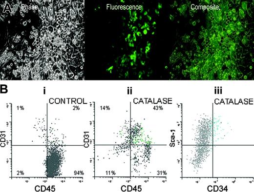 Figure 6. Tie-2/GFP expression in catalase-treated LTBMCs. (A) Phase and fluorescent photomicrographs of LTBMCs were initiated on irradiated C57Bl/6 stroma, with low-density nonadherent Tie-2/GFP bone marrow cells and cultured for 3 weeks in the presence of catalase. Original magnification, × 200; digital images overlaid using Photoshop (Adobe, San Jose, CA). (B) In each of the figures cells that express the endogenous fluorescence of GFP have been shown as green dots. GFP-negative cells are gray.