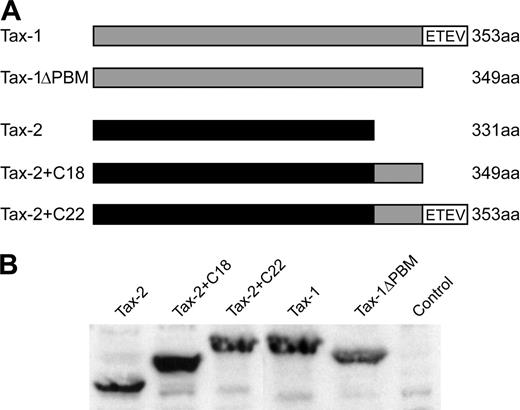 Figure 1. Structure and expression of wtTax-1, wtTax-2, and their mutant proteins. (A) Schematic representation of the Tax-1 (gray) and Tax-2A (black) constructs used in this study. The amino acid length of the proteins and sequence of the Tax-1 PBM (ETEV) are indicated. (B) Western blot of Tax-1 and Tax-2 expressed in transiently transfected 293T cells. Proteins were detected using rabbit Tax-1/Tax-2–specific antisera.