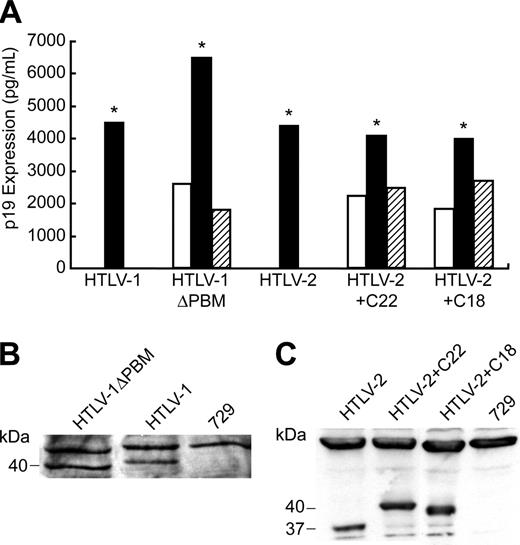 Figure 3. p19 Gag expression in permanent transfectants. (A) Three 729 stable transfectants were isolated for HTLV-1ΔPBM, HTLV-2+C22, and HTLV-2+C18 as described in “Materials and methods.” Our well-established 729Achneo and 729pH6neo cell clones were used as wtHTLV-1 and wtHTLV-2 stable producer cell lines, respectively. Culture supernatants were harvested at 48 hours and tested for p19 Gag production by ELISA. Clones indicated by asterisks, which produce similar quantities of p19 Gag, were further characterized by Western blot for Tax protein expression using specific antibodies against Tax-1 (B) or Tax-2 (C), and these clones were used in subsequent experiments.