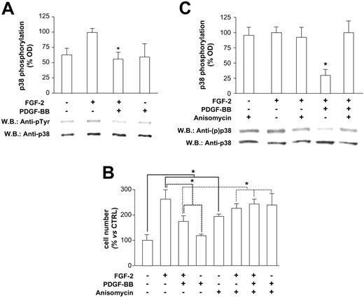 Figure 1. FGF-2–induced p38 phosphorylation in the presence of PDGF-BB. (A) FGF-2–induced p38 phosphorylation was significantly reduced by PDGF-BB (10 ng/mL each) (*P < .001 vs FGF-2). (B) PDGF-BB lost the inhibitory effect of FGF-2 mitogenic activity on selective p38 activation with Anisomycin (*P < .05). (C) Anisomycin pretreatment abolished PDGF-BB reduction of FGF-2–mediated p38 phosphorylation (*P < .001 vs FGF-2). Bars indicate quantification of 3 experiments; representative Western blots are shown below the bar graphs in panels A and C.
