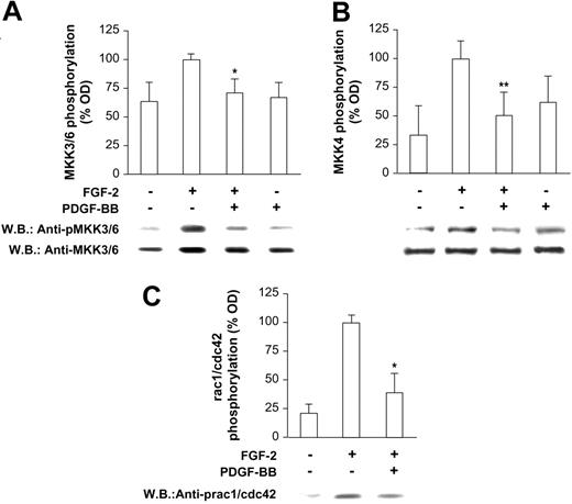 Figure 2. Phosphorylation state of intermediate molecules upstream of p38. FGF-2–induced phosphorylation of (A) MKK3/6, (B) MKK4, and (C) rac 1/cdc 42 was markedly inhibited in the presence of PDGF-BB (*P < .001 vs FGF-2; **P < .05 vs FGF-2). PDGF-BB does not show any significant phosphorylating effect on these molecules, as expected according to data reported in Figure 1B. Bars indicate quantification of 3 experiments; one representative Western blot is shown below the bar graph in each panel.