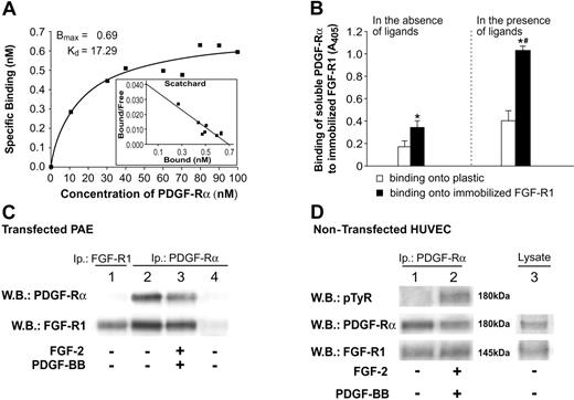 Figure 4. FGF-R1/PDGF-Rα interaction examined in SPA and coimmunoprecipitation. (A) Solid-phase assay (SPA) was performed to analyze PDGF-Rα binding to immobilized FGF-R1. Up to 100 nM biotinylated-PDGF-Rα recombinant protein, in the presence of 10 M excess of unlabeled PDGF-Rα, was incubated onto immobilized FGF-R1 (10 μg/mL), and a colorimetric assay was carried out. Specific binding was calculated by subtracting nonspecific from total binding. Bmax and Kd values were computed by GraphPad Prism 4 software, applying a nonlinear regression fit. Scatchard analysis is also reported (inset). (B) Interaction of soluble PDGF-Rα (800 nM each) to plastic (□) or to FGF-R1–immobilized factor (28 μg/mL) (▪) is reported as OD. Left: PDGF-Rα interaction in the absence of ligands. Right: PDGF-Rα interaction in the presence of ligands. Results are reported as mean ± SD of 3 experiments. *P < .05 (▪ vs □). #P < .05 (▪ vs ▪). (C) Lysates of PAE cells transfected with human PDGF-Rα were immunoprecipitated with anti–PDGF-Rα antibody and analyzed by immunoblotting, probed with anti–FGF-R1 antibody (bottom bands), and reprobed with anti–PDGF-Rα antibody (top bands). FGF-R1/PDGF-Rα coimmunoprecipitation was found in the absence (lane 2) and in the presence (lane 3) of FGF-2/PDGF-BB. Lane 4 reports PAE cells transfected with pcDNA3 empty vector, as control. They expressed very low levels of PDGF-Rα; thus, no signal was evident in Western blot for PDGF-Rα or for FGF-R1. Lane 1 represents the positive control for FGF-R1; it shows Western blot of cell lysates immunoprecipitated and immunoblotted with anti–FGF-R1 antibody and allows identification of FGF-R1 as the band observed in lanes 2 and 3. PDGF R-α was not detected in lane 1 as opposed to lanes 2 and 3, likely for a different steric impediment of the antibody couple used in lane 1 compared with the antibody couple used in lanes 2 and 3. (D) Lysates of untransfected HUVECs were immunoprecipitated with anti–PDGF-Rα antibodies and were analyzed by immunoblotting, probed with anti–FGF-R1 antibody (bottom bands), and reprobed with anti–PDGF-Rα antibodies (middle bands). FGF-R1/PDGF-Rα complex was found in untreated (lane 1) and FGF-2/PDGF-BB–treated (lane 2) cells. Immunoblotting with antiphosphotyrosine antibody (top bands) shows the activation of PDGF-Rα in lane 2. Lane 3 shows expression levels of FGF-R1 and PDGF-Rα by Western blot analysis of a cellular HUVEC lysate.