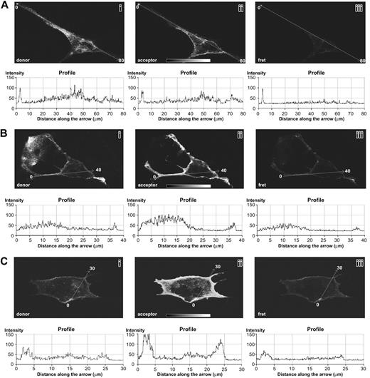 Figure 5. FGF-R1/PDGF-Rα interaction examined by FRET in single-plane confocal images of PAE cells transfected with human PDGF-Rα. (A) Cells grown in culture medium without growth factors. Donor-fluorophore signal, corresponding to the FGF-R1 (section 1) and acceptor-fluorophore signal corresponding to PDGF-Rα (section 2) are shown; no FRET between these receptors was detected (section 3). (B-C) Cells treated with FGF-2/PDGF-BB mixture (20 ng/mL each). Donor-fluorophore signal, corresponding to the FGF-R1 (section 1) and the acceptor-fluorophore signal corresponding to PDGF-Rα (section 2), are shown; ligand-induced FRET is evident in section 3. Graphs reported below each panel show the signal quantification measured along the arrow. Original magnification, 100 ×; objective lens used was 40×/1.0 numeric aperture. Slides were marked with an aqueous medium with antifading agents (Biomedia, Foster City, CA). Images were processed using Adobe Photoshop version 5 (Adobe Systems, San Jose, CA).