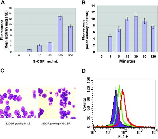 Figure 1. G-CSF-induced intracellular ROS production. Ba/F3 cells stably transfected with the wild-type G-CSF receptor were treated with variable G-CSF concentrations or for variable time periods. ROS production was measured in cells labeled with DHR. ROS levels induced by G-CSF normalized to that of untreated cells were determined by monitoring the increased fluorescence in the cells. (A) Dose-dependent increase in intracellular ROS production (mean ± SD). (B) Time course for increased intracellular ROS production (mean ± SD). (C) G-CSF-induced neutrophil differentiation. (Left) 32DGR cells grown in medium with IL-3 appear as myeloblasts. (Right) 32GR cells grown in medium with 100 ng/mL G-CSF for 10 days display a population of granulocytes (Giemsa staining; × 200 magnification). Photographs were obtained using a Nikon Microphot-FX microscope (Nikon, Tokyo, Japan) and a Nikon plan/apo 20×/0.75 numeric aperture objective lens. Images were captured using a Sony 3CCD color video camera, model DXC-990 (Sony, Tokyo, Japan) and were processed using Acquisitions software (Media Cybernetics, Silver Spring, MD). (D) G-CSF-induced intracellular ROS production in 32DGR cells. Purple indicates unstimulated cells; green, G-CSF for 30 minutes; red, 100 μM H2O2 for 30 minutes.