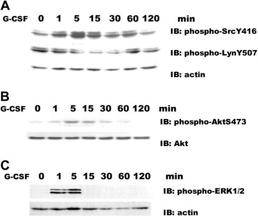 Figure 2. Time course for G-CSF-induced activation of Lyn, Akt, and ERK1/2. Ba/F3GR cells were stimulated with or without 100 ng/mL G-CSF for indicated time periods, then whole-cell lysates were prepared. (A) Lyn activation. Immunoblotting (IB) was performed using anti-phospho-Src Y416 antibody, which detects the activated state of Lyn, and anti-phospho-Lyn Y507, which detects the nonactivated state of Lyn. The blot was stripped and reprobed with antiactin antibody to demonstrate comparable levels of protein loaded in respective lanes. (B) Akt activation. Immunoblotting was performed using anti-phospho-Akt S473 antibody and reprobed with anti-Akt antibody. (C) ERK1/2 activation. Immunoblotting was performed using anti-phospho-ERK1/2 2T202/Y204 antibody and reprobed with antiactin antibody. Comparable results were observed in 4 independent experiments.