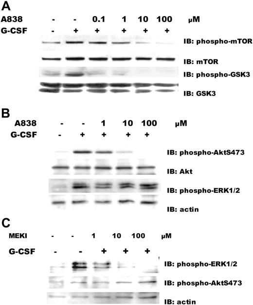 Figure 3. Effect of kinase inhibitors on G-CSF-induced activation of Akt or ERK1/2. (A) Inhibition of downstream substrates of Akt, mTOR, and GSK3 by a specific Akt inhibitor A838450. Ba/F3GR cells were pretreated for 1 hour with the indicated concentrations of Akt inhibitor A838450 or DMSO (the diluent control), then stimulated with or without 100 ng/mL G-CSF. Lysates were prepared, and immunoblotting was performed using anti-phospho-mTOR S2448 or anti-phospho-GSK3 S21/9 antibodies. Blots were stripped and reprobed with anti-mTOR or anti-GSK3 antibody to demonstrate comparable protein loading. (B) Akt inhibition. Ba/F3GR cells were pretreated for 1 hour with the indicated concentrations of Akt inhibitor A838450 or DMSO (the diluent control), then left unstimulated or stimulated with 100 ng/mL G-CSF. Lysates were prepared, and immunoblotting was performed using anti-phospho-AktS473 and anti-phospho-ERK1/2 T202/Y204 antibody. Blot was stripped and reprobed with anti-Akt or antiactin antibody to demonstrate comparable protein loading. (C) ERK1/2 inhibition. Ba/F3GR cells were pretreated with the indicated concentrations of MEK inhibitor or DMSO (diluent control) for 1 hour and then stimulated with 100 ng/mL G-CSF. Lysates were prepared, and immunoblotting was performed using anti-phospho-ERK1/2 T202/Y204 antibody or anti-phospho-Akt S473. Blot was stripped and reprobed with antiactin antibody to demonstrate comparable protein loading.