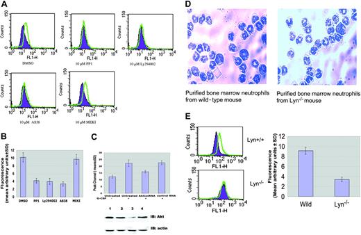 Figure 4. Inhibition of G-CSF-induced intracellular ROS production. Ba/F3GR cells were pretreated with the Src kinase inhibitor PP1, PI3-kinase inhibitor LY294002, Akt inhibitor A838450, or ERK1/2 inhibitor MEKI for 1 hour and then stimulated with 100 ng/mL G-CSF for 30 minutes (green) or not (purple). The increased levels of intracellular ROSs were determined by flow cytometry. (A) Inhibition of ROS production by kinase inhibitors. Results from a representative experiment. (B) Effects of kinase inhibitors on ROS production due to G-CSF (mean ± SD). (C) Effect of siRNA knock-down of Akt on ROS production. Ba/F3GR cells were treated for 24 hours with 200 nM siRNA to murine Akt1, scrambled sequence, or mock nucleofection. Cell lysates were analyzed for Akt and actin protein expression. Cells were also stimulated with 100 ng/mL G-CSF for 60 minutes or not, stained with DHR, and then analyzed for ROS production by flow cytometry. Data represented the mean ± SD. (Bottom) Western blot of nucleofected Ba/F3GR cells. Lane 1, untransfected cells; lane 2, mock nucleofection of cells; lane 3, nucleofection with Akt1 siRNA; lane 4, scrambled siRNA. (D) Neutrophils from bone marrow of wild-type and Lyn-/- mice. The results showed that more than 95% of cells are neutrophils. Images obtained as in Figure 1C. (E) G-CSF-induced ROS production was impaired in neutrophils from Lyn-/- mice. Neutrophils from bone marrow of wild-type and Lyn-/- mice were loaded with 5 μM DHR with (green) or without (purple) 100 ng/mL G-CSF for 60 minutes. One representative is shown in the left panel; quantitative results (mean ± SD) were shown in the right panel.