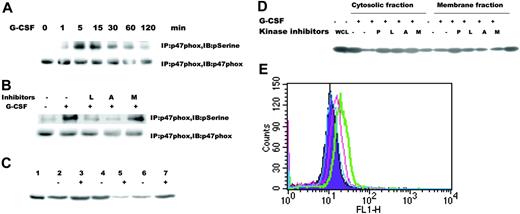 Figure 5. G-CSF induced activation of p47phox. (A) Serine phosphorylation of p47phox induced by G-CSF. Ba/F3GR cells were treated with or without 100 ng/mL G-CSF for indicated time periods, and lysates were prepared. Proteins were immunoprecipitated with anti-p47phox antibody and blotted with either anti-phosphoserine antibody or anti-p47phox antibody. The latter demonstrates comparable protein loading. (B) Inhibition of serine phosphorylation of p47phox by kinase inhibitors. Ba/F3GR cells were untreated or pretreated with kinase inhibitors for 1 hour, followed by no or 100 ng/mL G-CSF for 60 minutes, then the lysates were prepared. Proteins were immunoprecipitated with anti-p47phox antibody and blotted with either anti-phosphoserine antibody or anti-p47phox antibody. (C) Membrane translocation of p47phox. Ba/F3GR cells were untreated or treated with 100 ng/mL G-CSF for 10 minutes, and then cells were lysed and subjected to ultracentrifugation. Membrane and cytosolic fractions were purified and then subjected to electrophoresis and immunoblotting with anti-p47phox antibody. Lane 1, whole-cell lysate from Ba/F3GR cells; lanes 2-3, whole-cell lysates after sonication; lane 4, cytosolic fraction of Ba/F3GR cells unstimulated by G-CSF; lane 5, cytosolic fraction of Ba/F3GR cells stimulated by G-CSF; lane 6, membrane fraction of Ba/F3GR cells unstimulated by G-CSF; lane 7, membrane fraction of Ba/F3GR cells stimulated by G-CSF. (D) Abrogation of membrane translocation of p47phox following treatment with Src or Akt kinase inhibitors. Ba/F3GR cells were pretreated with DMSO (-) or Src kinase inhibitor PP1 (P), the PI3K inhibitor Ly294 002 (L), the Akt inhibitor A838450 (A), or ERK1/2 inhibitor MEKI (M) for 1 hour, followed by stimulation with 100 ng/mL G-CSF for 10 minutes. Cytosolic and membrane fractions were prepared and analyzed for trafficking of p47phox. Comparable results were obtained in 3 independent experiments. (E) DPI, a specific inhibitor of NADPH oxidase, blocked G-CSF-induced ROS production. Ba/F3GR cells were pretreated with 0.1 μMor1 μM DPI for 1 hour, loaded with 5 μM DHR for 10 minutes, and then stimulated with 100 ng/mL G-CSF for 30 minutes. ROS production was determined by flow cytometry. Purple indicates untreated cells without G-CSF; green, untreated cells + G-CSF; pink, 0.1 μM DPI + G-CSF; blue, 1 μM of DPI + G-CSF.