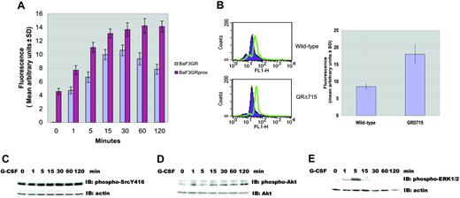 Figure 6. Enhanced ROS production in cells expressing a truncated G-CSF receptor. (A) Increased ROS production in cells expressing the truncated G-CSF receptor. Stable transfectants of Ba/F3 cells, expressing comparable levels of either wild-type or truncated G-CSF receptor, were labeled with dihydrorhodamine123 and unstimulated or stimulated with 100 ng/mL G-CSF for indicated periods of time. The relative ROS level induced by G-CSF was determined by monitoring the increased fluorescence (means ± SD) of rhodamine123 in the cells. (B) Truncated G-CSF receptor knock-in mice showed enhanced ROS production. Neutrophils from bone marrow of wild-type and GRΔ715 mice were loaded with DHR followed by stimulation with 100 ng/mL G-CSF for 60 minutes (green) or not (purple). One representative is shown in the left panel; quantitative results (means ± SD of 3 independent experiments) are shown in the right panel. (C) G-CSF-induced sustained activation of Lyn in Ba/F3GRprox. Immunoblotting was performed using anti-phospho-Src Y416 antibody, which detects the activated state of Lyn. Blot was stripped and reprobed with antiactin antibody to demonstrate comparable levels of protein loaded in respective lanes. (D) G-CSF-induced activation of Akt in Ba/F3GRprox. Immunoblotting was performed using anti-phospho-Akt S473 antibody, then the blot was stripped and reprobed with anti-Akt antibody to demonstrate comparable levels of protein loaded in respective lanes. (E) G-CSF-induced activation of ERK1/2 in Ba/F3GRprox. Immunoblotting was performed using anti-phospho-ERK1/2 T202T204 antibody, then the blot was stripped and reprobed with antiactin antibody to demonstrate comparable levels of protein loaded in respective lanes.