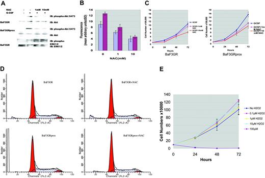 Figure 7. N-acetyl-L-cysteine on the ROS production and cell proliferation. (A) Effect of NAC on the activation of Akt and ERK1/2. Ba/F3GR and Ba/F3GRprox cells were pretreated without or with 1 mM or 10 mM NAC, respectively, for 1 hour, followed by stimulation with or without100 ng/mL G-CSF for 10 minutes. Cell lysates were prepared and blotted with anti-phosphor-Akt S473 or anti-phospho-ERK1/2 antibody and reprobed with Akt or ERK1 antibody. (B) G-CSF-induced ROS production was diminished by the administration of NAC. Ba/F3GR and Ba/F3GRprox cells were pretreated with or without1 mM or 10 mM NAC, respectively, for 1 hour, then loaded with 5 μM DHR123 and stimulated with or without 100 ng/mL G-CSF for 30 minutes. The relative ROS level induced by G-CSF was determined by monitoring the increased fluorescence in the cells (mean ± SD). Blue bars indicate BaF3GR; red bars, BaF3GRprox. (C) NAC inhibited the proliferation of Ba/F3GR and GRprox. Ba/F3GR and Ba/F3GRprox cells growing in IL-3 were washed extensively with PBS, 105/mL cells for each sample was plated in G-CSF containing medium, the cells were untreated or treated with 1 mM or 10 mM NAC, and the cells were counted at 0, 24, 48, and 72 hours by trypan blue exclusive assay. The results represent 3 independent experiments. (D) Effect of NAC on cell-cycle progression. Ba/F3GR and Ba/F3GRprox cells were treated with 10 mM NAC for 48 hours in the presence of 100 ng/mL G-CSF. The cells were subjected to cell-cycle analysis by flow cytometry (Modfit LT). (E) Effect of H2O2 on cell growth. Trypan blue counting of Ba/F3GR cells grown in IL-3 containing medium wit or without varying doses of H2O2 was performed daily.