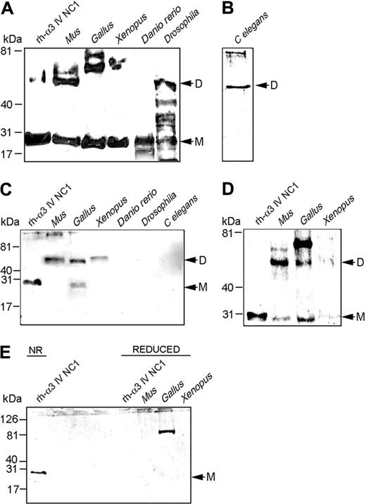 Figure 1. Extraction of basement membrane, bacterial collagenase solubilization and the analysis of native type IV collagen NC1 domains from different species. (A) Native protein (60 μg per lane) from the 6 different species and 250 ng of recombinant human α3(IV)NC1, (rh-α3(IV)NC1)35 was run on a 15% SDS-PAGE under extreme reducing (10% β-mercaptoethanol) conditions, and incubated with the anti-36mer antibody.23 Monomer forms (M) of NC1s are detected in all lanes. Although subjected to extreme reduction, significant amounts of the isolated NC1 remain as dimers (D). (B) C elegans NC1 in dimeric form (D) was visualized after increased film exposure. (C) The same samples were run on a 15% SDS-PAGE under nonreducing conditions and incubated with 3 different Goodpasture sera (1:20 dilution). A representative blot is shown. As expected, sera from Goodpasture patients bound recombinant human α3(IV)NC1 (lane 1). Mouse, chicken, and frog kidney BM extracts show strong reactivity with Goodpasture sera (lanes 2-4). NC1 in monomer form (M) could only be detected for chicken without the use of a reducing agent, whereas for the other species the Goodpasture sera detected dimers (D) under nonreducing conditions. Interestingly, no reactivity to Danio rerio, Drosophila, and C elegans NC1 was found with any of the analyzed Goodpasture sera (lanes 5-7). (D) Reduction of the samples eliminates the conformational structure of the Goodpasture epitope. With slight reduction (1.5% β-mercaptoethanol) some monomer (M) from each of the 3 positive species (Mus, Gallus, Xenopus) native NC1s was recognized by the Goodpasture sera. (E) Under extreme reducing conditions (10% β-mercaptoethanol), binding to all monomer and dimer forms of NC1 by Goodpasture sera was eliminated, as expected and as previously described.17