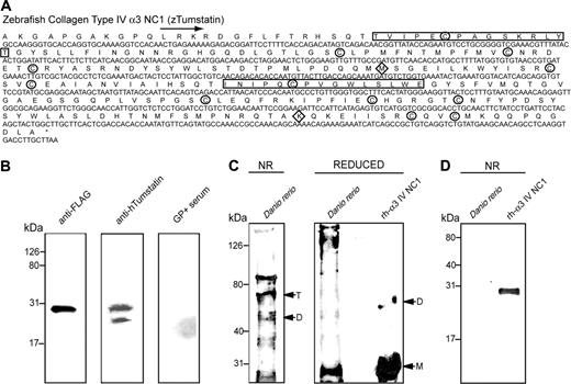 Figure 2. Cloning and sequencing of the Danio rerio α3(IV)NC1 and characterization of recombinant Danio rerio α3(IV)NC1 domain. (A) Nucleotide and peptide sequence of the NC1 domain of Danio rerio type IV collagen α3-chain, (zα3(IV)NC1). The 2 regions homologous to Goodpasture epitope, EA and EB, are boxed. The conserved methionine and lysine (diamonds) residues, potentially involved in a conserved novel nondisulfide covalent crosslink,27 are shown. The circles indicate the 12 conserved cysteines. (B) FLAG-tagged Danio rerio α3(IV)NC1 was recombinantly produced and an expected band at 29.4 kDa is recognized by the anti-FLAG antibody (lane 1), as well as with the anti-human α3(IV) NC1 antibody (lane 2). However, no binding with Goodpasture sera is observed (lane 3), despite prolonged exposure of film. (C) Native Danio rerio kidney extract (30 μg per lane) digested with bacterial collagenase was run on 15% SDS-PAGE under both reducing and nonreducing (NR) conditions. Under nonreducing conditions, only dimers (D) and trimers (T) can be observed with the anti-human α3(IV) NC1 antibody antibody (lane 1). Under reducing conditions, native α3(IV)NC1 monomers (M) are observed at the expected molecular weight (lane 3). FLAG-tagged recombinant human α3(IV)NC1 (rh-α3(IV)NC1; 250 ng) was used as positive control (lane 2).35 (D) No reactivity with Goodpasture sera with native Danio rerio kidney extract can be seen (lane 1). FLAG-tagged rh-α3(IV)NC1 was used as positive control (lane 2).