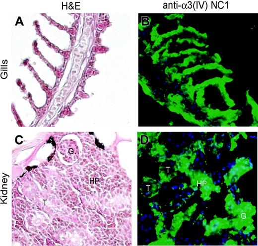 Figure 3. Expression of type IV collagen α3 chain in the Danio rerio. Adult Danio rerio tissues were stained with anti-human α3(IV) antibodies and H&E. (A-B) In Danio rerio the gills are the equivalent of the lung. Strong expression of α3(IV) can be seen in the Danio rerio gills (green). DAPI staining is used to stain the nuclei of cells (blue). (C-D) In Danio rerio the kidney is the main hematopoietic organ and thus morphologically distinct from that of higher organisms (C). Strong expression of α3(IV) can be seen in both the GBM (G) and the tubular basement membranes (T) as well as in the hematopoietic tissue (HP) (D).