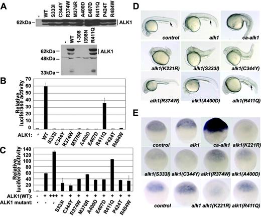 Figure 1. HHT2-related ALK1 mutants are defective in transcriptional activation and dorsoventral patterning of zebrafish embryos. (A) Plasmids encoding HA-tagged wild-type or mutant ALK1 were transfected into HEK293T cells (2 μg each plasmid per 60 mm dish of cells). Forty hours after transfection, the cells were harvested, and the protein expression levels of ALK1 were examined by immunoblotting with an anti-HA antibody. (B) Hep3B cells were transiently transfected with BRE4-luciferase (0.5 μg) and the ALK1 constructs (0.03 μg each) as indicated. Forty hours later, the cells were harvested and luciferase activity was measured. (C) Wild-type (+: 0.03 μg; +++: 0.09 μg) and individual mutant ALK1 (0.06 μg) were cotransfected into Hep3B cells together with the BRE4-luciferase reporter plasmid (0.5 μg) as indicated and the luciferase activity was measured 40 hours later. Reporter assays were performed in triplicate in the absence of TGFβ, and Renilla (20 ng) was cotransfected as an internal control. The data represent the mean plus or minus the standard deviation after normalization to Renilla activity. (D) mRNA encoding wild-type or various mutant ALK1 was injected into one-cell embryos with 1 ng per embryo. Because of severe embryo lethality, a lower amount of ca-ALK1 mRNA (150 pg) was used. The phenotype was observed at 24 hpf. The embryos shown are lateral views, with anterior to the left. The arrows indicate the intermediate cell mass. Control: no injection. (E) Expression of ventral ectoderm marker gata2 was examined by in situ hybridization at the shield stage. The embryos shown are ventral views with the animal pole at the top. Note that the ventralized embryos exhibit increased expression of gata2 (ca-alk1) whereas the dorsalized embryos show a reduction of gata2 expression (alk1(K221R)). Control: no injection.