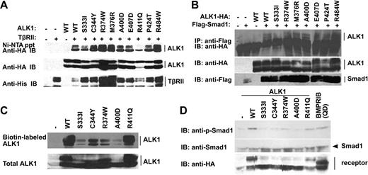Figure 2. Effect of HHT2-related ALK1 mutations on the cell surface distribution of the receptor and its ability to activate Smad1. (A) HEK293T cells transfected with plasmids encoding HA-tagged wild-type or mutant ALK1 and His-tagged TβRII were treated with 200 pM TGFβ1 for 30 minutes. Protein complexes were isolated from the cell lysates by precipitation with Ni-NTA beads and detected by immunoblotting (IB) with anti-HA antibodies (top panel). Protein expression was confirmed by immunoblotting with anti-HA and anti-His antibodies (middle and bottom panels). (B) HEK293T cells transfected with plasmids encoding HA-tagged wild-type or mutant ALK1 and Flag-tagged Smad1 lacking the C-terminal 8 amino acids (shown to associate with active receptor7), were treated with 200 pM TGFβ1 for 30 minutes. Protein complexes were isolated from the cell lysates by immunoprecipitation (IP) with an anti-Flag antibody and detected by immunoblotting with an anti-HA antibody (top panel). Protein expression was confirmed by immunoblotting with anti-HA and anti-Flag antibodies (middle and bottom panels). (C) Cells transfected with HA-tagged wild-type or mutant ALK1 were biotinylated with 0.5 mg/mL NHS-SS-biotin for 40 minutes at 4°C. Biotinylated surface receptors were precipitated with ImmunoPure Streptavidin beads and analyzed by anti-HA immunoblotting. (D) COS7 cells transfected with the plasmids encoding HA-tagged ALK1 wild-type, ALK1 mutants, Flag-tagged Smad1, and His-tagged TβRII were treated with 200 pM TGFβ1 for 30 minutes. The cells were subsequently lysed and the phosphorylated Smad1 was detected by immunoblotting (IB) with anti–phospho-Smad1 antibodies (upper panel). Total protein expression was confirmed by immunoblotting with anti-Smad1 and anti-HA antibodies (middle and bottom panels). The active form of BMP type I receptor BMPRIB(QD) was used as a positive control for induction of Smad1 phosphorylation.