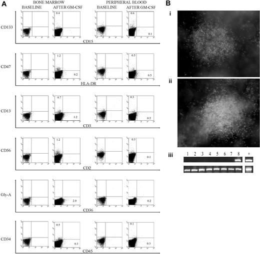 Figure 1. Flow cytometry data and methylcellulose culture. (A) Flow cytometry data from a secondary sheep, at 13 months after transplantation, that received a transplant of 1 × 106 bone marrow cells harvested from a primary sheep that received a transplant of 100 000 CD34+/Lin- cells derived from hESCs. Samples were collected before and 4 days after a GM-CSF treatment at 5 μg/kg/d for 5 days. (B) Methylcellulose culture of bone marrow cells from a secondary sheep that received a transplant of 1 × 106 bone marrow cells harvested from a primary sheep that received a transplant of 100 000 CD34+/Lin- cells derived from hESCs. Cultures were grown in media including GM-CSF and erythropoietin, and (i-ii) 2 typical granulocyte macrophage colony-forming unit (CFU-GM) colonies are depicted on day 14 (original magnification, × 40). Images were acquired using an Olympus IX71 microscope (Olympus, Melville, NY) with an Olympus Plan 4 × 0.01 numeric aperture objective lens, an Olympus DP70 camera, and Olympus DP Controller 2.1.1.183 software. Images were processed using Adobe Photoshop CS (Adobe Systems, San Jose, CA). (iii) Colonies were tested for human DNA (PCR for human beta-2–microglobulin) before and 3 days after a 5-day GM-CSF stimulation at 5 μg/kg/d. Three of 24 and 12 of 40 colonies tested positive for human DNA before and after the GM-CSF treatment, respectively. (Top) Human beta-2–microglobulin. (Bottom) Beta actin common to sheep and humans. Human DNA is shown in the last lane and methylcellulose colonies in lanes 1 to 8.
