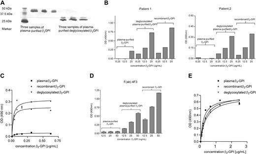 Figure 5. Recognition of recombinant β2-GPI and (deglycosylated) plasma-purified β2-GPI in solution. Type A IgG antibodies of patient 1 and patient 2 (B), monoclonal antibodies 4F3 (3 μg/mL) (C), F(ab) fragments of monoclonal antibody 4F3 (15 μg/mL) (D), and monoclonal antibody 2B2 (3 μg/mL) (D) were coated onto hydrophobic ELISA plates. Then, the plates were incubated with different concentrations of either plasma-purified β2-GPI, deglycosylated plasma-purified β2-GPI (A), or recombinant β2-GPI. Subsequently, the plates were washed and the bound β2-GPI was detected by a polyclonal goat anti-human anti-β2-GPI antibody. After washing, the plates were incubated with a rabbit anti-goat peroxidase-labeled antibody. Coloring was performed with OPD. The obtained optical density was corrected for the optical density obtained with total IgG isolated from pooled plasma from 40 healthy volunteers (panel B: OD, 0.179; panel D: OD, 0.117). Error bars represent mean ± SEM of quadruplicate points.