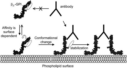 Figure 8. Mechanism describing the binding of antiphospholipid antibodies toβ2-GPI. Our proposed mechanism is based on our findings in this study together with both the crystal structure and the NMR structure of β2-GPI in solution: (1) Antiphos-pholipid antibodies cannot bind β2-GPI in solution because epitope G40-R43 is covered by one of the carbohydrate chains. (2) Binding to a phospholipid membrane induces a conformational change in β2-GPI. (3) As a result, the carbohydrate chain is not able to cover epitope G40-R43 anymore and is now able to bind antiphospholipid antibodies.
