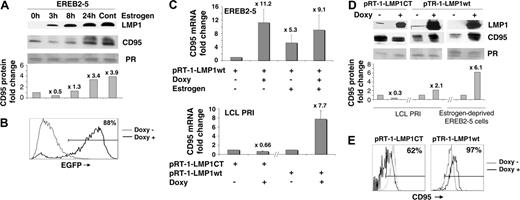 Figure 1. Relationship between LMP1 and CD95 expression. (A) Kinetics of LMP1 and CD95 expression by Western blot in EBV latency III EBNA2-regulatable EREB2-5 cells: EREB2-5 cells were starved for estrogen for 48 hours to arrest the EBV latency III program. Readdition of estrogen reinduced EBNA2 activity and subsequent expression of the whole set of latency III viral genes. 0h indicates estrogen deprived; 3h, 8h, 24h, and cont indicate 3, 8, and 24 hours, and continuous estrogen exposition, respectively. Ponceau red staining of an 18-kDa band is shown (PR). After background subtraction, the CD95 signal was normalized to Ponceau red signal. Fold changes in CD95 protein were then calculated using the Optiquant system and are presented in the histogram. Fold change values are indicated at the top of each bar when compared with the estrogen-deprived condition. (B) Flow cytometry detection of LMP1CT induction in LCL cells transfected with pRT-1-LMP1CT after treatment of the cells with 1 μg/mL doxycycline for 36 hours. The percentage of EGFP-positive cells is indicated in the upper-right corner of the histogram. (C) CD95 mRNA expression by real-time RT-PCR (fold changes are indicated at the top of each bar when compared with the untreated condition) in EREB2-5 cells stably transfected with the pRT1-LMP1wt vector, in the absence (-) or presence (+) of doxycycline or estrogen (upper panel) and in LCL cells stably transfected either with pRT1-LMP1CT coding for a dominant-negative form of LMP1 or with the pRT1-LMP1wt–inducible vector (lower panel). Error bars correspond to the standard deviation of 3 experiments. (D) LMP1 and CD95 protein expression by Western blot in LCL and estrogen-deprived EREB2-5 cells stably transfected either with the pRT1-LMP1CT vector or with the pRT1-LMP1wt vector, in the absence (-) or presence (+) of doxycycline. As in Figure 1A, the CD95 signal was normalized to Ponceau red (PR) signal, and fold changes in CD95 protein are presented in the histogram. (E) Expression of surface membrane CD95 by flow cytometry in LCL cells transfected with either pRT1-LMP1CT or pRT1-LMP1wt vector. Percentage of positive cells for CD95 in the doxycycline-treated condition is indicated in the upper-right corner of the histogram.