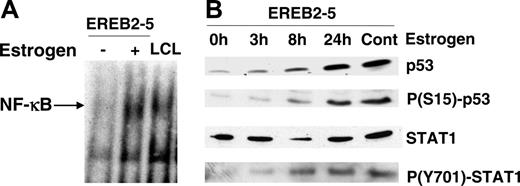 Figure 2. Induction of NF-κB, STAT1, and p53 activation in latency III–induced EREB2-5 cells. (A) NF-κB binding activity in estrogen-deprived (-) or estrogen-treated (+) EREB2-5 cells and in LCL cells by EMSA. (B) Kinetics of p53 protein expression, serine 15 p53 phosphorylation, STAT1 protein expression, and tyrosine 701 STAT1 phosphorylation in EREB2-5 cells. 0h indicates estrogen-deprived; 3h, 8h, 24h, and cont indicate 3, 8, and 24 hours, and continuous estrogen exposition, respectively.