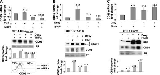Figure 3. Relationship between CD95 expression and NF-κB, STAT1, or p53 activation in LCL cells. (A) CD95 expression in LCL cells transfected with pRT-1-IκBαS32,36A–inducible vector pretreated with (+) or without (-) doxycycline for 36 hours and additionally treated with TNFα for 24 hours or left untreated. Upper panel: CD95 mRNA expression by real-time RT-PCR (fold changes are indicated at the top of each bar compared with the untreated condition; error bars correspond to the standard deviation of 3 experiments). Middle panel: CD95 expression by Western blot. As in Figure 1A, the CD95 signal was normalized to Ponceau red (PR) signal and fold changes in CD95 protein are presented in the histogram. Lower panel: Expression of surface membrane CD95 by flow cytometry in LCL cells transfected with pRT1-IκBαS32,36A. Percentage of CD95+ cells is given in the upper-left corner of the histogram for NGFR-positive (IκBαS32,36A expressing) cells and in the upper-right corner of the histogram for NGFR-negative cells. (B) CD95 expression in LCL cells transfected with pRT-1-STAT1β–inducible vector pretreated with (+) or without (-) doxycycline for 36 hours and additionally treated with IFNγ for 24 hours or left untreated. Upper panel: CD95 mRNA expression by real-time RT-PCR (fold changes are indicated at the top of each bar compared with the untreated condition; error bars correspond to the standard deviation of 3 experiments). Lower panel: Expression of CD95 and STAT1 by Western blot. As in Figure 1A, the CD95 signal was normalized to Ponceau red (PR) signal and fold changes in CD95 protein are presented in the histogram. (C) CD95 expression in LCL cells transfected with pRT-1-p53wt vector pretreated with (+) or without (-) doxycycline for 36 hours and additionally treated with fludarabine for 24 hours or left untreated. Upper panel: CD95 mRNA expression by real-time RT-PCR (fold changes are indicated at the top of each bar compared with the untreated condition; error bars correspond to the standard deviation of 3 experiments). Lower panel: Expression of CD95 and p53 by Western blot. As in Figure 1A, the CD95 signal was normalized to Ponceau red (PR) signal and fold changes in CD95 protein are presented in the histogram. Note that protein loading was decreased in the doxycycline-treated condition, probably due to increase of spontaneous apoptosis of the cells (not shown).
