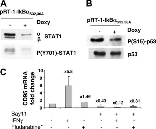 Figure 4. Relationship between NF-κB activation and STAT1 or p53 activation in LCL cells. (A) Expression of STAT1 protein and levels of STAT1 tyrosine 701 phosphorylation in LCL cells transfected with pRT-1-IκBαS32,36A–inducible vector treated with (+) or without (-) doxycycline for 36 hours. (B) Expression of p53 protein and levels of p53 serine 15 phosphorylation in LCL cells transfected with pRT-1-IκBαS32,36A–inducible vector and pretreated with (+) or without (-) doxycycline for 36 hours. (C) CD95 mRNA expression by real-time RT-PCR (fold changes are indicated at the top of each bar compared with the untreated condition; error bars correspond to the standard deviation of 2 experiments) in LCL cells treated or not with the NF-κB inhibitor Bay11 in the presence or the absence of either IFNγ or fludarabine*.