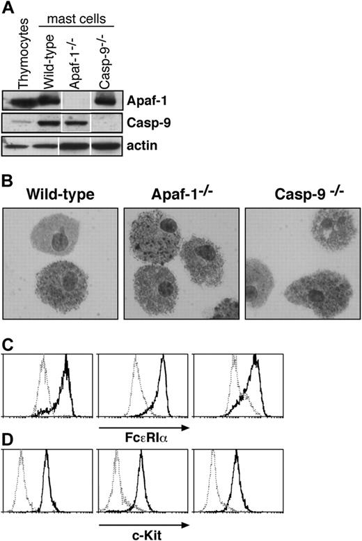 Figure 1. Characterization of cultured mast cells. (A) Fetal liver-derived mast cells express Apaf-1 and caspase-9, as determined by Western blotting. Lysates of thymocytes and of mast cells cultured from wild-type, Apaf-1-/-, or caspase-9-/- fetal liver cells were examined. Probing with an antibody to actin served as a loading control. White lines indicate that lanes of the same exposure of immunoblots have been rearranged for clarity. (B-D) Cells cultured from wild-type, Apaf-1-/-, and caspase-9-/- fetal livers in SCF and IL-3 (as described in “Materials and methods”) resemble mast cells in (B) microscopic appearance of cytospins stained with toluidine blue as well as surface expression of (C) FcϵR1a and (D) c-Kit. In panels C and D, solid histograms represent staining with antibodies specific to FcϵR1a (C) or c-Kit (D), respectively, while broken histograms indicate the staining with isotype-matched control antibodies.