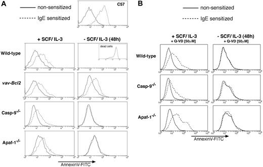 Figure 2. Tests of the ability of mast cells to degranulate. (A) Bcl-2 overexpression but not loss of Apaf-1 or caspase-9 or (B) treatment with the broad-spectrum caspase inhibitor Q-VD allows cytokine-deprived mast cells to retain the ability to degranulate. Mast cell degranulation was determined by staining exocytosing granules with annexin V-FITC. Histograms represent annexin V-FITC fluorescence of PI-negative (viable) cells on the x-axis and relative cell numbers on the y-axis. Mast cells of the indicated genotypes, cultured in the presence or absence (48 hours) of SCF/IL-3, were either left untreated (solid line) or sensitized with IgE anti-TNP (broken line) prior to addition of TNP-BSA to stimulate the Fcϵ receptor and trigger degranulation. FITC-conjugated annexin V was used to stain exocytosing granules of degranulating mast cells and analysis performed on a FACS analyzer, excluding PI-positive (morphologically dead) cells. Note that wild-type mast cells in the absence of SCF/IL-3 are all dead (100% PI positive), and the annexin V-FITC histogram of the dead cell fraction is shown in the inset. The C57 mast cell line served as a positive control for the assay.