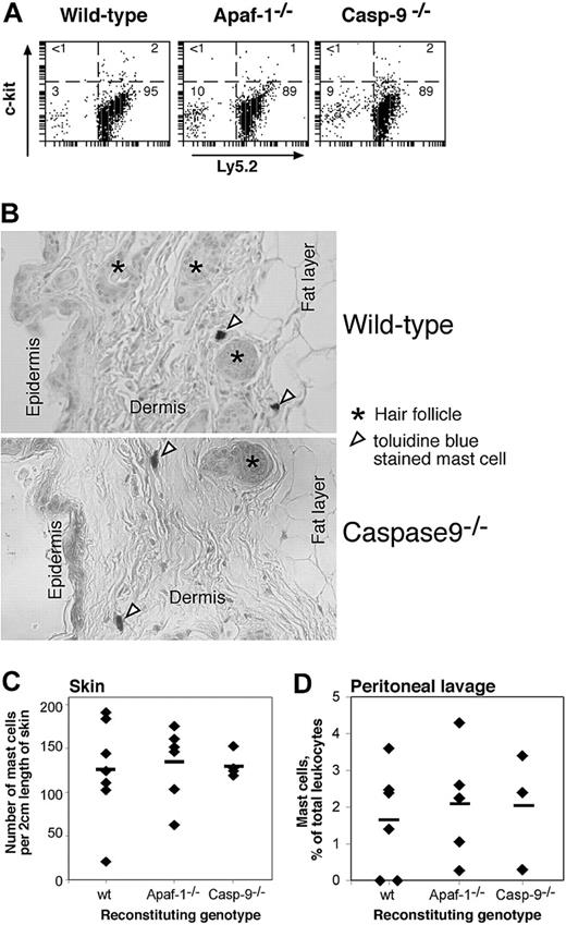 Figure 5. Enumeration of mast cells in vivo in lethally irradiated mice reconstituted with wild-type, Apaf-1-/-, or caspase-9-/- fetal liver cells. (A,D) The proportion of mast cells (as percent of nucleated cells) in the peritoneal lavage was determined by immunofluorescent staining with antibodies to c-kit and Ly5.2 (donor cell specific) (A) or in cytospins by their deep blue staining with May Grunwald/Giemsa (D). In panel D, ♦ indicates individual mice; horizontal bars, the mean percentage for each genotype (n = 6, wild type; n = 5, Apaf-1-/-; n = 3, caspase-9-/-). (B,C) The frequency of mast cells in the skin of reconstituted animals was determined by counting the number of toluidine blue-staining cells in 2-cm lengths of sectioned skin. ♦ indicates individual mice; horizontal bars, the mean percentage for each genotype (n = 7, wild-type; n = 8, Apaf-1-/-;n = 4, caspase-9-/-).
