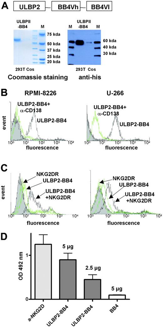 Figure 2. ULBP2-BB4 binds to NK cells and CD138-expressing tumor cells simultaneously via NKG2D receptor and CD138 antigen. (A) ULBP2-BB4 was expressed in eucaryotic cell lines (293T and Cos) and purified with affinity chromatography using a 6× his tag. The eluted protein was separated on SDS-PAGE for Coomassie staining (left blot) and Western blotting with an anti-his–specific antibody (right blot). (B) Two CD138-positive cell lines were incubated with ULBP2-BB4 and labeled with an anti-his–FITC antibody for flow cytometry. The strong binding of ULBP2-BB4 (solid black line) could be competed after preincubation with a CD138-specific antibody (green line). (C) The binding of ULBP2-BB4 to RPMI-8226 and U-266 cells was visualized using soluble NKG2D receptor (NKG2DR) that was detected with an FITC-labeled anti-NKG2D antibody (dark line). No specific binding was seen using ULBP2-BB4 or soluble NKG2D receptor alone, both detected with the anti-NKG2D–FITC antibody (faint lines). (D) ELISA to measure the binding of ULBP2-BB4 (5 μg or 2.5 μg) to immobilized NKG2D receptor using an enzyme-linked anti-his antibody. An anti-NKG2D antibody (light gray bar) and the recombinant soluble single-chain BB4 that contained a 6× his tag (white bar) were used for the positive and the negative control, respectively. The mean OD492 nm ± SD (n=3) is indicated.