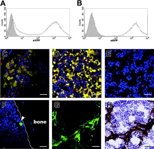 Figure 2. In situ visualization of human MSCs and hematopoietic cells in the murine BM compartment at 4 weeks after IBMT or intravenous transplantation. Transduction efficiencies of eYFP into CBCD34 cells and eGFP into MSCs, determined by flow cytometric analysis at the day of transplantation, were approximately 65% (A) and 99% (B), respectively. The shaded histograms indicate nontransduced cells. (C-E) The presence of human hematopoietic cells was determined by eYFP fluorescence and immunofluorescence staining with an anti-human CD45 antibody followed by Alexa-fluor 594 goat anti-mouse immunoglobulin secondary antibody. Cell nuclei were visualized by staining with TOTO3. Similar amounts of eYFP-cells expressing human CD45 (red) are present in BM after intravenous transplantation (C) or IBMT (D). (E) No eYFP- or CD45-reactive cells are present in the BM of noninjected mouse. (F) eGFP-MSCs are rarely seen in BM after intravenous transplantation (white arrowhead). After IBMT, eGFP-MSCs are easily identified in the BM cavity by eGFP fluorescence (G) and immunohistochemistry (H). (G-H) The same section was stained with an anti-GFP antibody after examining for eGFP fluorescence. All bars represent 10 ÎĽm. Images in panels C-G were obtained using an LSM510 META confocal microscope; image in panel H was obtained using an Olympus AX80 microscope and a 20 Ă—/0.7 NA UPlanApo objective lens.