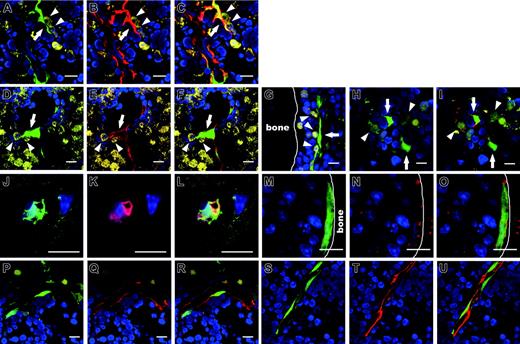 Figure 3. Site-specific differentiation of human eGFP-MSCs in the murine BM compartment. The engraftment and differentiation of transplanted eGFP-MSCs were determined by eGFP fluorescence and immunofluorescence staining for lineage-specific antigens. eGFP-cells were located on the abluminal side of endothelial cells (A) or lined the sinus wall (D). Those vasculature-associated eGFP-cells express α-SM actin (red in panels B and E, and merged in panels C and F). (A-F) eYFP-cells reside next to eGFP-cells. (G) An elongated cell in the endosteal hematopoietic cord interacts with eYFP-cells. eGFP-reticular cells (H) with ALP+ (red) cytoplasmic extensions (I), which haphazardly radiate into the hematopoietic parenchyma, interact with eYFP-cells. An eGFP-cell in the bone exhibits the morphology of authentic osteocytes with filopodial processes surrounded by bone matrix and extending into the canaliculi (J), and expresses osteocalcin (red, K-L). A bone-lining eGFP-cell (M) expresses N-cadherin (red, N-O). N-cadherin is localized to the cell surface. Vasculature-associated eGFP-cells (P,S) express CD31 (red, Q-R) and CD34 (red, T-U). Interactions between eGFP-cells (arrows) and eYFP-cells (arrowheads in A-I) are seen in the specimens from mice in which eGFP-MSCs and eYFP-CBCD34 were cotransplanted. All bars represent 10 μm.