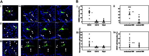Figure 5. Interaction between HMRCs and CD34+, CD15+, or GlyA+ cells. (A) Bone slides were stained with either anti-CD34, anti-CD15, or anti-glycophorin A antibody followed by Alexa-fluor 594 goat anti-mouse immunoglobulin secondary antibody, and examined under fluorescent microscope. (Ai) CD34+ cells are in physical contact with the cell body and cytoplasmic extensions of a HMRC. CD15+ (Aii) or GlyA+ cells (Aiii) are not found close to HMRCs. HMRCs and immunophenotyped cells are indicated by arrows and arrowheads, respectively. (Aiv) One HMRC in the hematopoietic parenchyma interacts with 7 CD34+ cells (numbered arrowheads). Numerical letters at the left corner of each panel indicate the position of z-axis in the analytical planes. All bars represent 10 ÎĽm. (B) Quantification of the interaction between HMRCs and CD34+, CD15+, or GlyA+ cells. (Bi) Frequencies of HMRCs interacting with CD34+, CD15+, or GlyA+ cells. (Bii) The vast majority of HMRCs located in the endosteal region interact with CD34+ cells. (Biii) Frequencies of CD34+, CD15+, or GlyA+ cells interacting with HMRCs. (Biv) In the endosteal region, 2-fold more CD34+ cells interact with HMRCs than in the central marrow. Each white circle represents a value obtained by counting. *P < .005 relative to the CD15 and GlyA groups; **P < .005 and ***P < .05 relative to the central group.