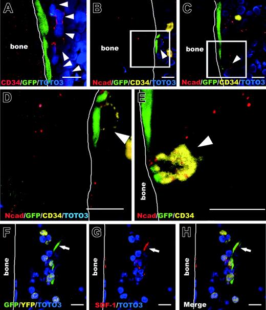 Figure 7. Expression of N-cadherin and SDF-1 by HMRCs that interact with human hematopoietic cells. (A) CD34+ cells (arrowheads) appear to colonize near the bone-lining HMRCs. (B-C) Bone-lining HMRCs colocalize with CD34+ cells (arrowheads) through the asymmetrical expression of N-cadherin. (D-E) Higher magnifications of panels B and C. (F-H) An HMRC in the endosteal hematopoietic parenchyma (arrow) expresses SDF-1 and interacts with a few eYFP hematopoietic cells. All bars represent 10 ÎĽm.
