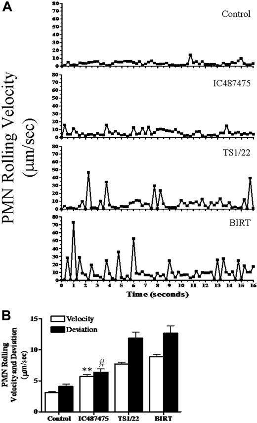 Figure 3. Microkinetics of neutrophil rolling is regulated by LFA-1. (A) The instantaneous velocity of rolling neutrophils was quantitated as the distanced traversed by individual neutrophil centroids every 0.250 second for the length of time the neutrophil remained in the field of view. Data are representative of the average response of 30 individual neutrophils from 6 to 8 separate experiments. (B) LFA-1 activation regulates neutrophil rolling dynamics. The average rolling velocity and standard deviation from the mean velocity for neutrophils on IL-1β activated HUVECs were quantitated at 0.250-second intervals for the length of time an individual rolling neutrophil remained in the field of view. Data represent mean ± SEM for 30 neutrophils in 4 to 6 separate experiments. **Significance in velocity between IC487475 and both TS1/22 (P < .01) and BIRT (P < .001). #Significance in deviation between IC487475 and both TS1/22 (P < .01) and BIRT (P < .001).