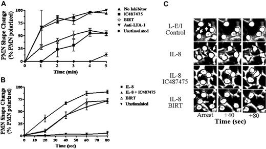 Figure 5. Kinetics of neutrophil shape change on HUVECs and L cells expressing E-selectin and ICAM-1. The membrane aspect ratio was quantitated as a measure of cell shape change for individual neutrophils immediately after arrest on IL-1β-activated HUVECs in the parallel-plate flow chamber (A) or L-E/I in the microfluid flow channel device (B-C) at 2 dyne/cm2 shear stress. Neutrophils were preincubated with IC487475, BIRT, TS1/22, or vehicle, as indicated, then perfused in the respective flow chamber. On L-E/I, IL-8 was perfused into the microflow channel after neutrophils reached maximum adhesion, 3 minutes after injection. (A-B) Data are presented as the fraction of all arrested neutrophils in the field of view exhibiting a membrane aspect ratio greater than 1.4, a value deemed to be a threshold in membrane skewness based on empirical observations. Data represent the mean ± SEM from 4 separate experiments. (C) Images are 20 × phase contrast and are representative of adherent neutrophils on L-E/I under the conditions described in panel B.