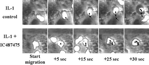 Figure 6. Allosteric inhibition of LFA-1 diminishes persistence of migration. Isolated human neutrophils were incubated with IC487475 or vehicle, then perfused into a parallel-plate flow chamber over IL-1β-activated HUVECs at a shear stress of 2 dyne/cm2. After arrest, the centroid of migrating neutrophils was tracked at 5-second intervals for 30 seconds. Arrows outline the trajectory of migrating neutrophils, with the arrowhead positioned at cell centroid at the conclusion of each time segment. Micrographs are representative of approximately 100 individual neutrophil observations over 4 to 6 separate experiments.