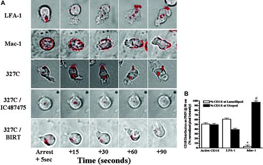 Figure 7. β2-Integrin activation and redistribution on polarized and migrating neutrophils. Neutrophils were preincubated with IC487475, BIRT, nonblocking anti-LFA-1-Alexa 546 (TS2/4), nonblocking anti-Mac-1-PE (ICRF44), or mAb 327C-Alexa 488, as indicated. Cell suspensions were then infused into the parallel-plate flow chamber at a shear stress of 2 dyne/cm2 over a monolayer of IL-1β-activated HUVECs. (A) On neutrophil rolling to arrest, real-time detection of β2-integrin distribution was visualized by sequential collection of phase-contrast and immunofluorescent images every second for 90 seconds using a 60 × oil immersion objective. Micrographs are presented as phase-contrast (gray) and deconvolved immunofluorescence (red) overlays representative of approximately 100 individual neutrophil observations in 4 to 6 separate experiments. (B) Fractional distribution of β2-integrin on polarized neutrophils after 90 seconds was determined by quantitating pixel intensity of the fluorescence signal at the leading projection and uropod. Data are presented as mean ± SEM and are representative of the β2-integrin distribution of approximately 10 cells in 4 to 6 separate experiments. *Significance compared with active β2-integrin and LFA-1 at the leading projection (P < .01). #Significance compared with active CD18 and LFA-1 at the uropod (P < .01).