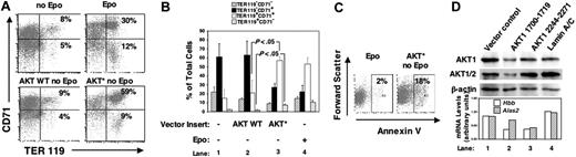 Figure 2. AKT induces full postprogenitor erythroid differentiation through a signal distinct from its survival signal. (A) FACS analysis of TER 119 and CD71 cell-surface expression within live GFP-positive wild-type TER 119- (E14) fetal liver progenitor-derived cells after 36 hours of retroviral transduction with indicated constructs and cultured in the presence or absence of Epo on RetroNectin. Percentages for CD71+ TER 119+ (top right quadrant) and for CD71-/low TER 119+ (bottom right quadrant) are shown. Representative plot from 5 independent experiments is shown. (B) Relative content of different erythroid subpopulations of the same experiments as in panel A. The P values (Student t test) are calculated from differences in CD71+ TER 119+ and CD71- TER 119+ cells between active (AKT*) or wild-type AKT-transduced cells. (C) Percentages of annexin V–positive cells in a fraction of live GFP-positive transduced cells from panel A; a representative of 3 independent experiments is shown. (D) Primary fetal liver progenitor (TER 119-) cells were retrovirally transduced with retroviral vectors expressing shRNA targeting the following sequences: (AKT1 1700-1719) 5′AACAGTTCTCCTACTCAGCCA3′, (AKT1 2244-2271) 5′GATTCTTGTTCCTCTGTCAACCTCACTT3′ 21 or lamin A/C.22 Supernatants of retroviral vectors with RNA polymerase III H1 promoter driving the expression of shRNA and containing no insert (lane 1), shRNA targeting AKT (lanes 2 and 3),21 or shRNA targeting lamin A/C (lane 4)22 were used. Total cells were cultured in the presence of Epo (2 U/mL), SF (50 ng/mL), and IL-6 (50 ng/mL). Seventy-two hours after retroviral transduction, protein and RNA lysates were prepared from aliquots of the same samples for Western blot analysis (top panel, using indicated antibodies) and real-time PCR analysis (bottom panel). To minimize cell loss during the procedure, GFP-positive cells, in average 50%, were not FACS sorted in these experiments.