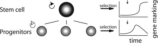 Figure 1. Durability and efficiency of selection depends on the cell type selected for. In vivo selection of hematopoietic cells can occur at the level of stem cells, which persist for life, or at the level of progenitor cells with limited self-renewal capacity. Data from animal models of in vivo selection suggest that in vivo selection at the stem cell level leads to durable increases in gene marking, whereas selection at more mature stages of the hematopoietic hierarchy is short-lived. Selection at the level of a non-stem cell would likely need to be applied repeatedly or continuously. An exception may be diseases of lymphoid immunity, where the situation is complicated by the existence of long-lived mature cells (ie, memory cells).