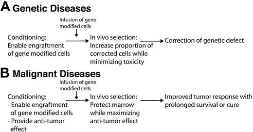 Figure 2. Proposed outlines for the use of drug-resistance genes in genetic diseases and malignancy. (A) In vivo selection for genetic diseases: Conditioning should allow for minimal engraftment of genetically corrected stem cells and should minimize toxicity. In vivo selection should increase gene marking to therapeutic levels while minimizing toxicity. Slowly ascending doses of chemotherapy drugs have achieved selection with minimal toxicity in a canine model of MGMT-mediated in vivo selection. (B) Marrow protection for malignant disease. Pretransplantation conditioning should ensure engraftment of gene-modified cells and exert an antitumor effect. Chemotherapy after the reinfusion of gene-modified cells should balance hematopoietic toxicity, extrahematopoietic toxicity, and antitumor effect. A greater overall toxicity will be acceptable in cancer patients compared with the treatment of genetic diseases. The combined use of “designer-mutant” drug-resistance genes and pharmacologic inhibitors of the wild-type gene product will allow for selectively depriving the tumor of defense mechanisms against the cytotoxic drug, while sparing the genetically protected bone marrow.