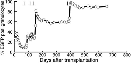 Figure 3. Stable in vivo selection of MGMT-transduced cells in a canine model suggests stem cell selection. Gene marking in granulocytes after in vivo selection of MGMT-transduced cells using O6BG and ascending doses of BCNU in a representative animal. Note that gene marking is maintained at levels higher than 87% with a follow-up of more than 9 months after the last drug administration.