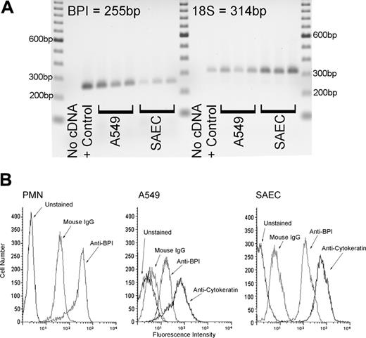 Figure 1. Human airway epithelial cells express the BPI gene and produce the BPI protein. (A) This panel shows that A549 human lung epithelial cells and human SAECs constitutively express the BPI gene. Buffy coat from whole blood stimulated with lipopolysaccharide served as a positive control. Total RNA was isolated, and BPI mRNA was examined by RT-PCR. 18S ribosomal RNA was used as a loading control. (B) This panel shows that by flow cytometric analysis, A549 cells, SAECs, and neutrophils all stained positively for BPI protein. Permeabilized cells were stained with monoclonal antibody to BPI, murine IgG control, and/or murine anti-human anticytokeratin monoclonal antibody, followed by FITC-conjugated goat antimouse antibody. Fluorescence intensity was well above background staining with control IgG.