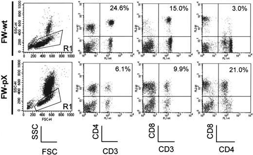 Figure 1. Expansion of CD4+/CD8+ cells in the peripheral blood of FW-pX rats. The top and bottom panels show the results of FCM analyses of peripheral blood from 6-week-old FW-wt (F1 generation of wild-type F344 and Wistar) and FW-pX (F1 generation of HTLV-I pX transgenic F344 and wild-type Wistar) rats, respectively. Peripheral blood cells were stained with FITC-conjugated anti-CD3 (G4.18), FITC- or PE-conjugated anti-CD4 (OX-35), and PE-conjugated anti-CD8 (OX-8) Abs, followed by depletion of erythrocytes. At first, the cells were divided based on the forward (FSC) and side scatter (SSC) patterns. Then, PBMCs in region 1 (R1) were gated to analyze the expression of CD3, CD4, and CD8. In both groups, at least 3 rats were examined. Representative data are shown. The numbers in each panel represent the percentage of CD4+ T cells, CD8+ T cells, and CD4+/CD8+ cells, respectively.