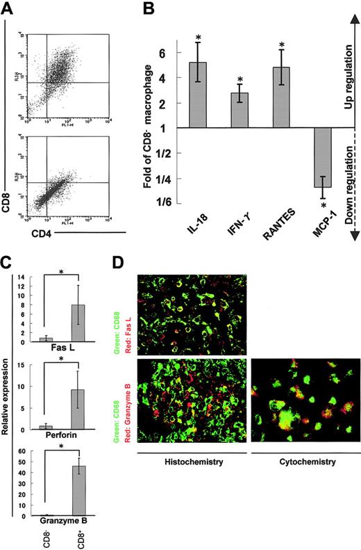 Figure 5. Expression profiles of cytokines/chemokines and cytotoxic factors in DP macrophages. Infiltrating macrophages were isolated from the cardiac tissues by collagenase digestion followed by adhesion to the plastic dish. DP macrophages were separated from other macrophages by MACS based on the presence or absence of CD8. Prior to the MACS sorting, we confirmed by light microscopy that macrophages detached from the plastic dish were in a single-cell suspension (data not shown). (A) Macrophages collected from the cardiac tissues were reacted with FITC-conjugated anti-CD4 (OX-35) and PE-conjugated anti-CD8 (OX-8) Abs. MACS was conducted using anti-PE microbeads. The cells selected positively and negatively are shown in the top and bottom panels, respectively. Experiments were repeated at least twice, and representative results are shown. (B) The expression of cytokines/chemokines (IL-18, IFN-γ, RANTES, and MCP-1) in DP macrophages was analyzed by quantitative real-time RT-PCR. The data were compared with those of CD8- macrophages. Results are represented as a fold (mean ± SD of repeated experiments done in triplicate) against control macrophages. (C) The expression patterns of cytotoxic factors (Fas L, perforin, and granzyme B) in DP macrophages (right columns) were compared with those in CD8- macrophages (left columns). Data are represented as mean ± SD of repeated experiments done in triplicate. (D) Immunofluorescent double staining for CD68 (ED-1, green) and Fas L (N-20, red), or CD68 (ED-1, green) and granzyme B (N-19, red) in the cardiac tissue section (left panels). Infiltrating macrophages isolated from the tissues were stained for CD68 (ED-1, green) and granzyme B (N-19, red; right panel). Total magnification: × 80. *P < .05.