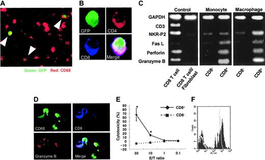 Figure 6. Origin of CD4/CD8 DP macrophages and function of CD4/CD8 DP monocytes. (A) GFP-positive spleen cells were transferred into GFP-negative recipients that had been immunized with porcine myosin. EGFP transgenic rats and nontransgenic Wistar rats (all rats were 4 weeks old) were immunized with myosin as described in “Immunization of rats with porcine heart myocin and induction of myocarditis.” Mononuclear cells were isolated from the spleen of EGFP transgenic rats 1 week after immunization and transferred into Wistar rats intravenously 2 weeks after immunization (1 × 107 cells per animal). Five days later, the hearts of recipients were extirpated, and then tissue-infiltrating macrophages were isolated and used. Experiments were repeated twice, and representative results are shown. Arrowheads indicate cells expressing both GFP and CD68 (ED-1, red). Total magnification: × 100. (B) The cells isolated from the cardiac tissues were cultured in chamber slides at 37°C for 1 hour. Resultant adherent cells were fixed using cold acetone for 5 minutes and then stained for CD4 (OX-35, red) and CD8 (OX-8, blue). The merged image shows that the cell expressing both CD4 and CD8 is also positive for GFP. Total magnification: × 600. (C) FW-wt rats were immunized with myosin and the adjuvant containing killed tuberculosis germs. Mononuclear cells separated from the spleen or cardiac tissues 1 week or 3 weeks after immunization, respectively, were cultured in plastic dishes at 37°C for 1 hour, and then the adherent cells were divided into CD8- and CD8+ populations, using the MACS system. Expression profiles of CD3, NKR-P2, Fas L, perforin, and granzyme B were compared by RT-PCR. The cDNA from CD8+ T cells served as a positive control. The negative control was the cDNA derived from the 1:9 mixture of CD8+ T cells and fibroblasts. (D) Six-week-old Wistar rats were immunized with adjuvants containing killed tuberculosis germs. One week later, mononuclear cells were separated from the spleen and then cultured in chamber slides at 37°C for 1 hour. Resultant adherent cells were fixed using cold acetone for 5 minutes, followed by staining for CD68 (ED-1, green), granzyme B (red), and CD8 (OX-8, blue). The merged image shows the cells stained with 3 colors. Total magnification: × 200. (E) Cytotoxic assay in vitro. Six-week-old Wistar rats were immunized with adjuvants containing killed tuberculosis germs. One week later, mononuclear cells were separated from the spleen and incubated in plastic dishes for 20 minutes at 37°C. Resultant adherent cells were collected and divided into CD8- and CD8+ cells using the MACS system. These cells were added to the culture of allogenic epithelial thymoma cells with E/T ratios of 30, 10, 1, and 0.1 (4 × 104 target cells per well in 24-well plates). After incubation for 18 hours, cytotoxicity was measured using the CytoTox 96 test kit. Data are represented as mean ± SD of experiments done in triplicate. *P < .05. (F) Phagocytosis assay. Yellow-green carboxylate-modified 1.0 μm latex beads were mixed with peripheral blood from Wistar rats that had been immunized with adjuvants containing killed tuberculosis germs one week before (1.5 × 107 beads/300 μL blood). After incubation for 2 hours at 37°C, PE-conjugated anti-CD4 (OX-35) and PerCP-conjugated anti-CD8 (OX-8) Abs were added to the mixture, followed by depletion of erythrocytes. After 3 times wash with cold PBS, CD4+/CD8+ cells were gated to determine uptake of the fluorescence-labeled beads using FACScan. Experiments were done in triplicate. Representative results are shown. The filled and gray histograms represent the profiles of CD4+/CD8+ and CD4+/CD8- monocytes, respectively.