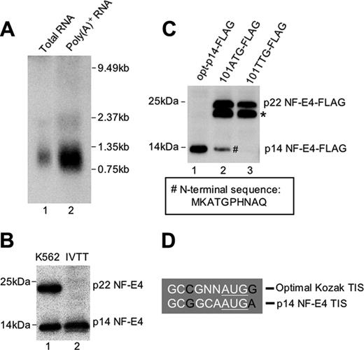 Figure 1. Characterization of the p14 isoform of NF-E4. (A) Northern analysis of NF-E4. The full-length NF-E4 cDNA was used to probe 20 μg total RNA (lane 1) and 2.6 μg polyA-positive RNA (lane 2) derived from K562 cells. The size standards are indicated. (B) In vitro transcription/translation of p14 NF-E4. The NF-E4 cDNA truncated to codon 101 was cloned into pSP72, and 35S methionine–labeled protein was produced. This protein (lane 2) and K562 cell nuclear extract (lane 1) were resolved by SDS-PAGE on a 12% gel, transferred to PVDF, and immunoblotted with anti–NF-E4 antiserum. The membrane was developed with ECL. (C) Mutation of codon 101 prevents formation of p14 NF-E4. pCAGGS vectors containing FLAG-tagged NF-E4 cDNA truncated to codon 101 and linked to an optimal Kozak sequence (opt-p14-FLAG) (lane 1), or the full-length NF-E4 cDNA with codon 101 unchanged (101ATG-FLAG) (lane 2), or the full-length NF-E4 cDNA with codon 101 mutated to a TTG (101TTG-FLAG) (lane 3) were transfected into 293T cells, and Western analysis of extract from these cells was performed with anti-FLAG antisera. The p22 NF-E4 and p14 NF-E4 isoforms are marked. The band marked with an asterisk was observed with all tagged constructs and presumably reflects a degradation product or an alternatively modified NF-E4 species. The p14 NF-E4-FLAG band (#) was used as the source of protein for sequence analysis. The boxed amino acid sequence was obtained from Edman sequencing of this band. The size markers are indicated. (D) Kozak sequence 5′ to codon 101 of NF-E4. The sequence 5′ to codon 101 of NF-E4 is compared with an optimal Kozak translation initiation site (TIS).53