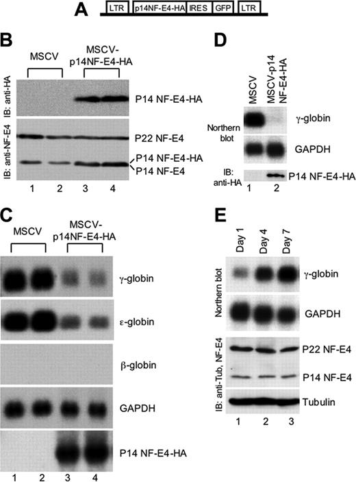 Figure 2. Enforced expression of p14 NF-E4 represses γ- and ϵ-globin gene expression. (A) Diagrammatic representation of the MSCV-based p14 NF-E4 retroviral vector. (B) Western analysis of K562 cell pools transduced with MSCV vectors. K562 cells were transduced with MSCV p14 NF-E4-HA or MSCV alone and GFP-positive cells obtained by FACS. Cells were expanded, resorted, and cultured in 2 pools. Nuclear extract was prepared from MSCV (lanes 1-2) and MSCV p14 NF-E4 (lanes 3-4) and resolved by SDS-PAGE on a 12% gel. The proteins were then transferred to a PVDF membrane that was immunoblotted with anti-HA antisera (top panel) and anti–NF-E4 antisera (bottom panel) and developed by ECL. The p14 NF-E4-HA, p22 and p14 NF-E4 bands, and the molecular weight standards are indicated. (C) Northern analysis of K562 cell pools overexpressing p14 NF-E4. Total RNA was prepared from the pools derived in panel B. Ten micrograms of total RNA from the 2 MSCV pools (lanes 1-2) and 2 MSCV p14 NF-E4-HA pools (lanes 3-4) was analyzed by Northern blot with γ-, ϵ-, and β-globin and NF-E4 probes. GAPDH served as the control. (D) Northern and Western analysis of CD34+ cord blood progenitors transduced with either the MSCV or MSCV-p14 NF-E4-HA retrovirus and expanded in vitro in BFU-E mix for 7 days (see “Materials and methods”). For the Northern blot, 3 μg total RNA was used in each lane, and the probes used are shown on the right. For the Western blot, nuclear extracts were prepared from both samples and resolved by SDS-PAGE using a 12% gel. After transfer to PVDF, the samples were immunoblotted with anti-HA antiserum and developed with ECL. Positions of migration of the p14 NF-E4-HA isoform are indicated. (E) Northern and Western analysis of CD34+ cord blood progenitors expanded in vitro in BFU-E mix for 1, 3, and 7 days (see “Materials and methods”). For the Northern blot, 3 μg total RNA was used in each lane, and the probes used are shown on the right. For the Western blot, cell extracts were prepared from all samples and resolved by SDS-PAGE using a 12% gel. After transfer to PVDF, the samples were immunoblotted with anti–NF-E4 or antitubulin antiserum and developed with ECL. Positions of migration of the NF-E4 isoforms and tubulin are indicated.